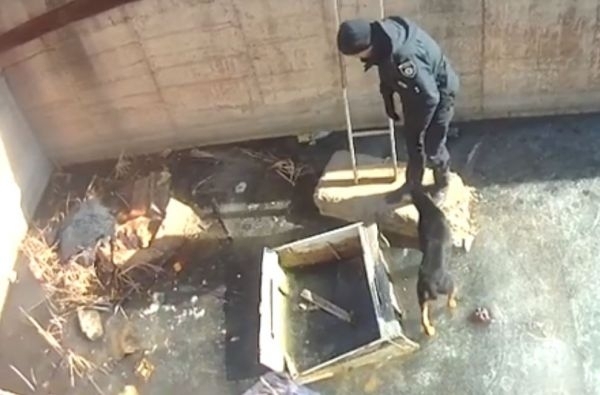 Полицейские Запорожья спасали животное из ямы (ВИДЕО) Фото № 0 Полицейские Запорожья спасали животное из ямы (ВИДЕО) Фото № 0
