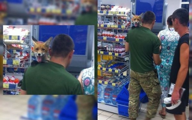 Мужчина пришел в супермаркет со своей... лисой Фото № 0 Мужчина пришел в супермаркет со своей... лисой Фото № 0