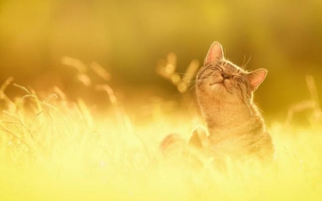 В Запорожье не собираются отключать отопление Фото № 0 В Запорожье не собираются отключать отопление Фото № 0