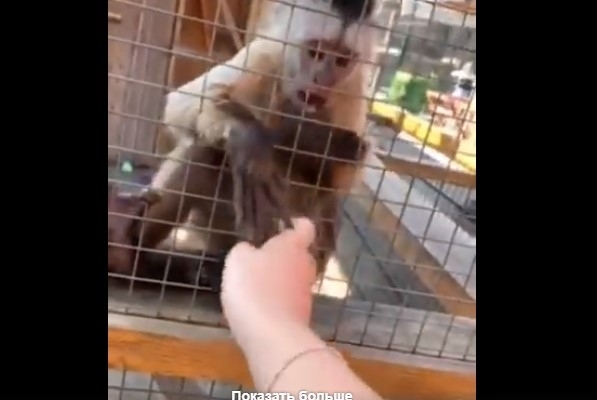 В бердянском зоопарке сняли курьезное видео с участием капуцина Фото № 0 В бердянском зоопарке сняли курьезное видео с участием капуцина Фото № 0