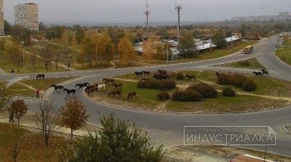 По улицам Бабурки массово разгуливают лошади Фото № 0 По улицам Бабурки массово разгуливают лошади Фото № 0