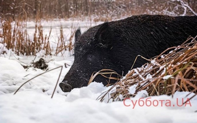 Запорожский фотохудожник создал эксклюзивный календарь (ФОТО) Фото № 3 Запорожский фотохудожник создал эксклюзивный календарь (ФОТО) Фото № 3