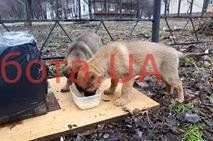 В Запорожье из машины выбросили щенков (ФОТО) Фото № 1 В Запорожье из машины выбросили щенков (ФОТО) Фото № 1