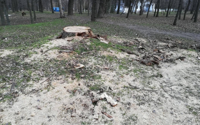 В Запорожском парке массово вырубают здоровые деревья. ФОТО Фото № 13 В Запорожском парке массово вырубают здоровые деревья. ФОТО Фото № 13