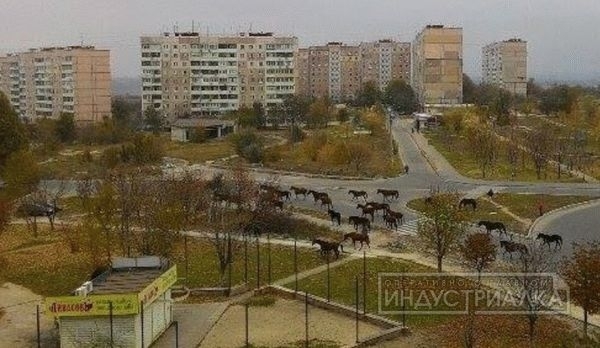 По улицам Бабурки массово разгуливают лошади Фото № 3 По улицам Бабурки массово разгуливают лошади Фото № 3