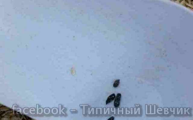 В одном из супермаркетов Запорожья продают кашу с крысиным пометом (ФОТО) Фото № 1 В одном из супермаркетов Запорожья продают кашу с крысиным пометом (ФОТО) Фото № 1