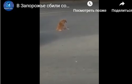 В Запорожье водитель сбил собаку и бросил окровавленное животное на дороге (ВИДЕО) Фото № 0 В Запорожье водитель сбил собаку и бросил окровавленное животное на дороге (ВИДЕО) Фото № 0
