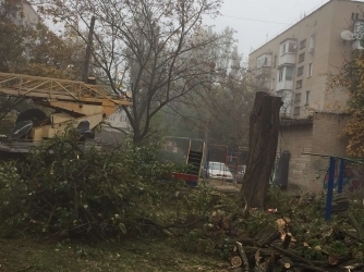 В Мелитополе кронировали дерево почти под корень (ФОТО) Фото № 0 В Мелитополе кронировали дерево почти под корень (ФОТО) Фото № 0