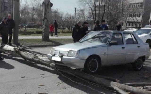 Пробка в Шевченковском районе: рухнул огромный тополь (ФОТО) Фото № 2 Пробка в Шевченковском районе: рухнул огромный тополь (ФОТО) Фото № 2