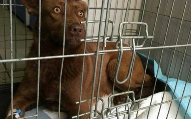 В Запорожской области ищут хозяев собаки, которая едва не погибла от отравления (ФОТО) Фото № 1 В Запорожской области ищут хозяев собаки, которая едва не погибла от отравления (ФОТО) Фото № 1