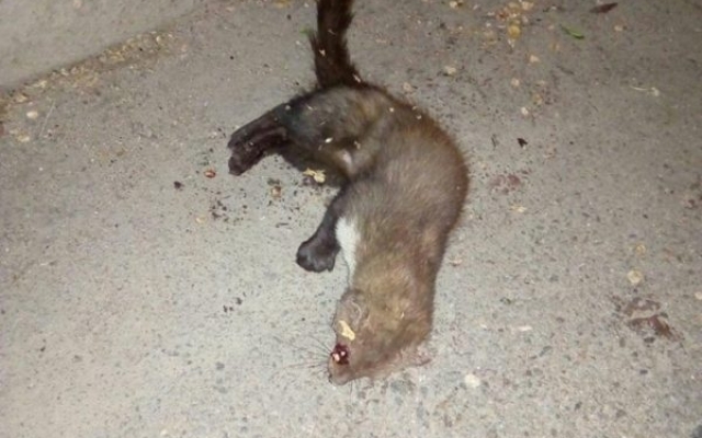 В Запорожье полицейские на улице обнаружили полуживого лесного хищника (ФОТО) Фото № 0 В Запорожье полицейские на улице обнаружили полуживого лесного хищника (ФОТО) Фото № 0