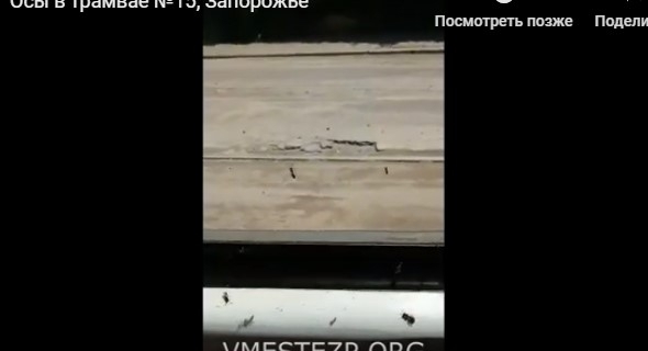 В запорожском трамвае поселилось семейство ос (ВИДЕО) Фото № 0 В запорожском трамвае поселилось семейство ос (ВИДЕО) Фото № 0