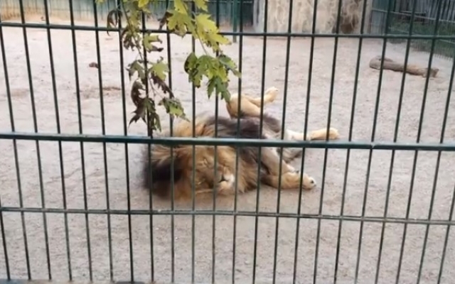 В сети появилось видео, как хищники запорожского зоопарка хором закат провожают Фото № 0 В сети появилось видео, как хищники запорожского зоопарка хором закат провожают Фото № 0