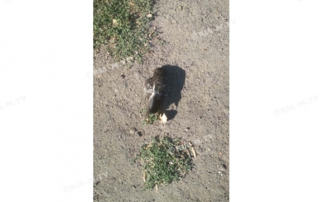 В Запорожской области дворники ведрами собирают трупы голубей Фото № 2 В Запорожской области дворники ведрами собирают трупы голубей Фото № 2