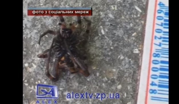 Запорожский курорт атакуют ядовитые пауки (ВИДЕО) Фото № 0 Запорожский курорт атакуют ядовитые пауки (ВИДЕО) Фото № 0