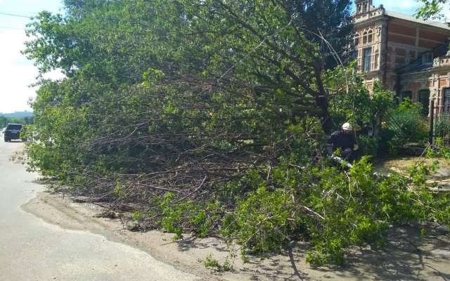 Огромное дерево порвало провода: Запорожская больница с Огромное дерево порвало провода: Запорожская больница с