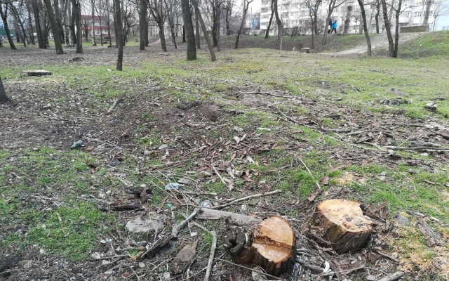 В Запорожском парке массово вырубают здоровые деревья. ФОТО Фото № 12 В Запорожском парке массово вырубают здоровые деревья. ФОТО Фото № 12