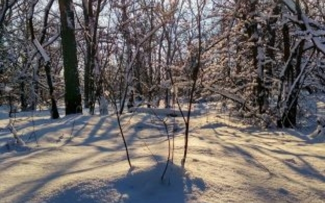 Хортица в снегу: Запорожанка показала заснеженный остров (ФОТО) Фото № 4 Хортица в снегу: Запорожанка показала заснеженный остров (ФОТО) Фото № 4