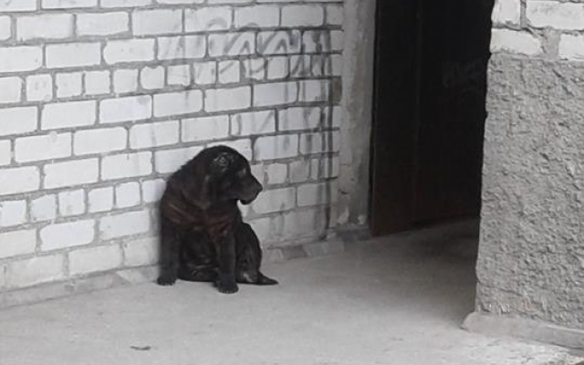 В Запорожье объявился очередной В Запорожье объявился очередной
