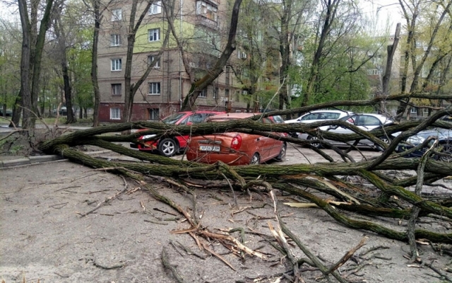 В центре Запорожья дерево упало на машину Фото № 1 В центре Запорожья дерево упало на машину Фото № 1