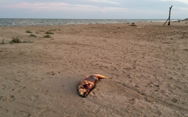 Под Запорожьем во время шторма погибли дельфины (ФОТО) Фото № 1 Под Запорожьем во время шторма погибли дельфины (ФОТО) Фото № 1