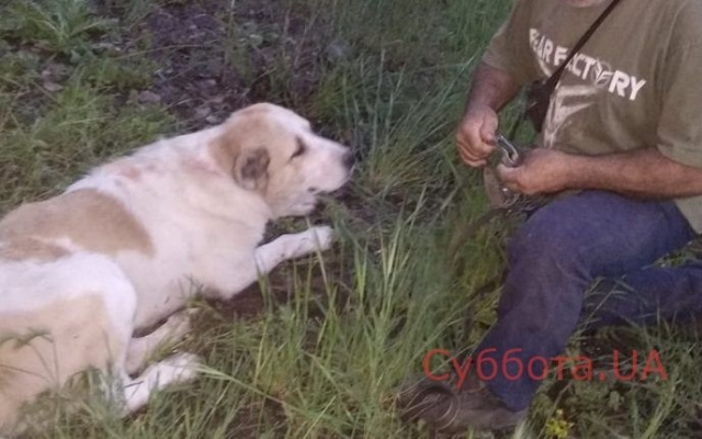 В Запорожье заметили окровавленную среднеазиатскую овчарку (ФОТО 18+) Фото № 0 В Запорожье заметили окровавленную среднеазиатскую овчарку (ФОТО 18+) Фото № 0