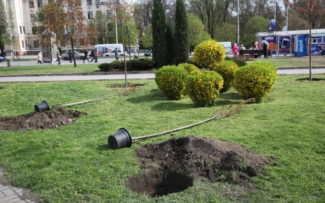 В центре Запорожья высадили молодые сакуры (ФОТО) Фото № 5 В центре Запорожья высадили молодые сакуры (ФОТО) Фото № 5