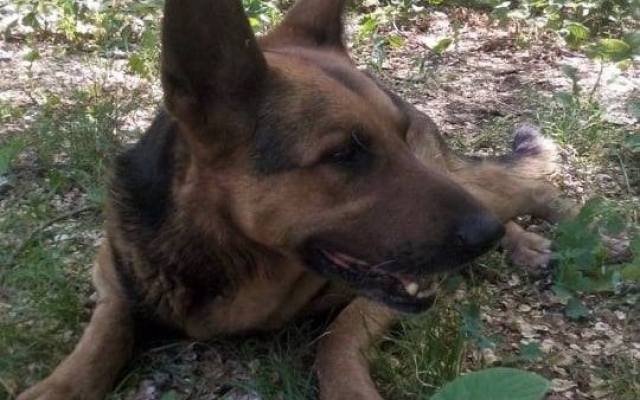 В Запорожье просят помощи псу, которому дважды сломали позвоночник (ФОТО) Фото № 1 В Запорожье просят помощи псу, которому дважды сломали позвоночник (ФОТО) Фото № 1