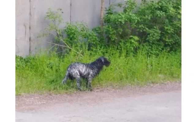 В Запорожье пес напала на ребенка. Отец пострадавшего грозит застрелить собаку (ФОТО) Фото № 1 В Запорожье пес напала на ребенка. Отец пострадавшего грозит застрелить собаку (ФОТО) Фото № 1