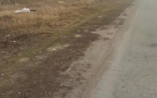 В Запорожье на кладбище разбросаны трупы животных (ФОТО) Фото № 3 В Запорожье на кладбище разбросаны трупы животных (ФОТО) Фото № 3