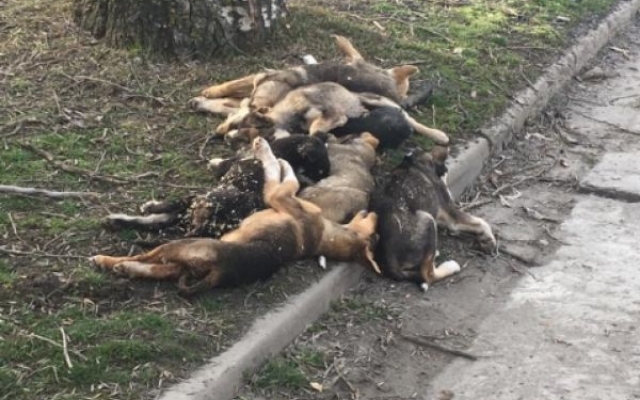 Снова травят: На запорожском курорте снова гора трупов (ФОТО 18+) Фото № 0 Снова травят: На запорожском курорте снова гора трупов (ФОТО 18+) Фото № 0
