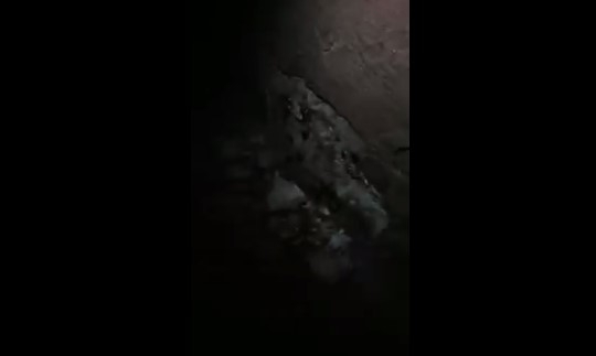 В центре Запорожья нашествие тараканов (ВИДЕО) Фото № 0
