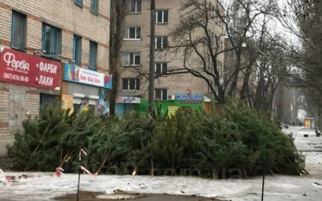 Сезон открыт: В Запорожской области начали продавать елки Фото № 0 Сезон открыт: В Запорожской области начали продавать елки Фото № 0