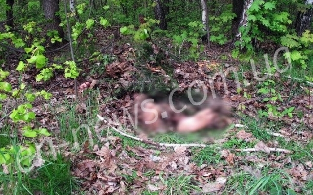 В Запорожской области в лесопосадке обнаружили труп человека, пропавшего почти месяц назад (ФОТО 18+) Фото № 0 В Запорожской области в лесопосадке обнаружили труп человека, пропавшего почти месяц назад (ФОТО 18+) Фото № 0