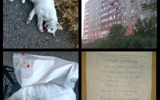 В Запорожье - смертельное падение из окна (ФОТО 18+) Фото № 0 В Запорожье - смертельное падение из окна (ФОТО 18+) Фото № 0