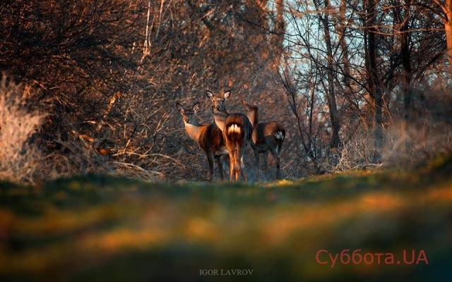 Запорожский фотограф показал удивительную Хортицу в новых кадрах (ФОТО) Фото № 3 Запорожский фотограф показал удивительную Хортицу в новых кадрах (ФОТО) Фото № 3
