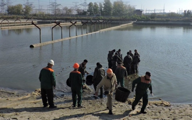 В пруд Запорожской АЭС запустили рыбок Фото № 0 В пруд Запорожской АЭС запустили рыбок Фото № 0