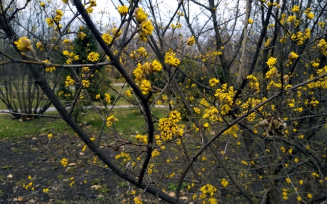 Весенняя красота: В Запорожье цветет сакура (ФОТО) Фото № 6 Весенняя красота: В Запорожье цветет сакура (ФОТО) Фото № 6