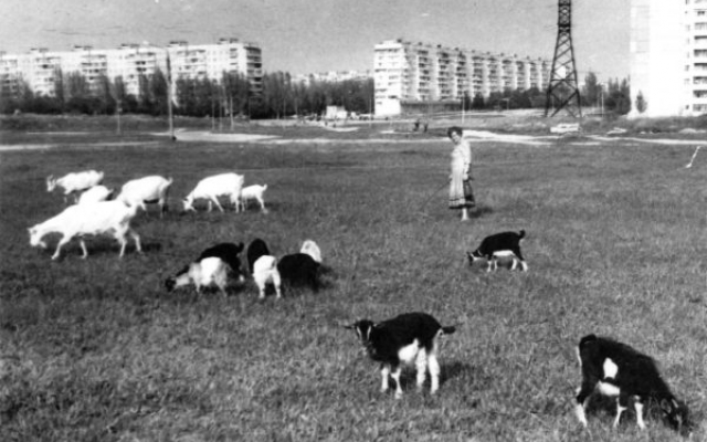 В сети показали кадр 20 летней давности, как посреди города козы паслись Фото № 0 В сети показали кадр 20 летней давности, как посреди города козы паслись Фото № 0