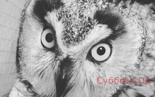 Волонтеры спасали красивую птицу от неминуемой смерти Фото № 0 Волонтеры спасали красивую птицу от неминуемой смерти Фото № 0