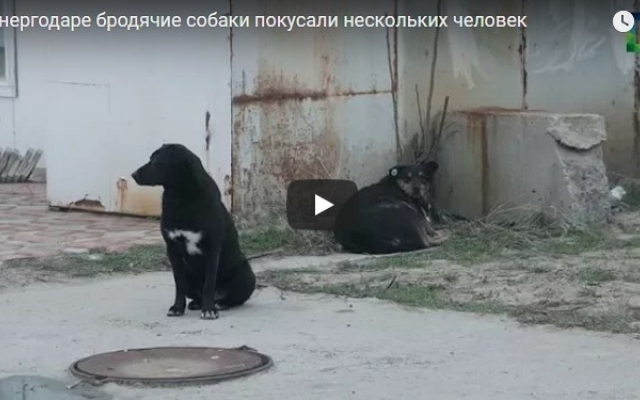 В Запорожской области люди боятся ходить по улицам. ВИДЕО Фото № 0 В Запорожской области люди боятся ходить по улицам. ВИДЕО Фото № 0