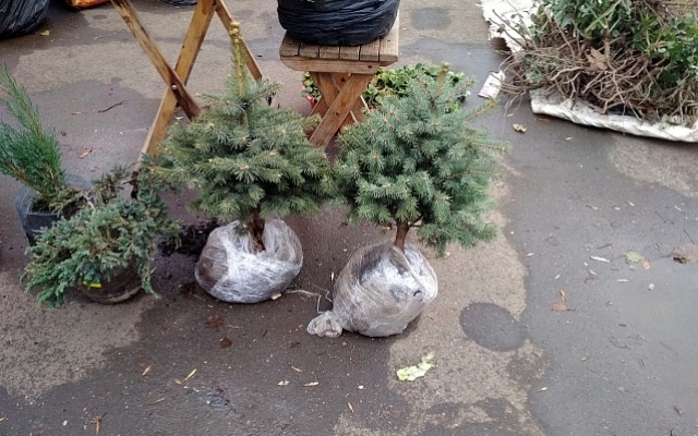 Фотофакт: К Новому году готов: Под Запорожьем уже продают елки Фото № 0 Фотофакт: К Новому году готов: Под Запорожьем уже продают елки Фото № 0
