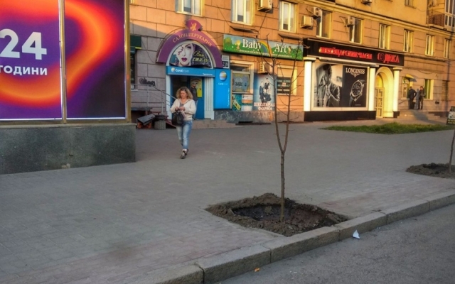 На центральном проспекте Запорожья высадили деревья (ФОТО) Фото № 0 На центральном проспекте Запорожья высадили деревья (ФОТО) Фото № 0