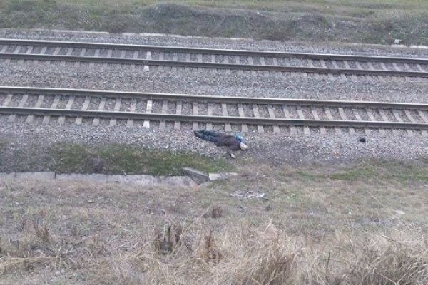 Смотрите: на запорожской железной дороге найден труп Фото № 0 Смотрите: на запорожской железной дороге найден труп Фото № 0