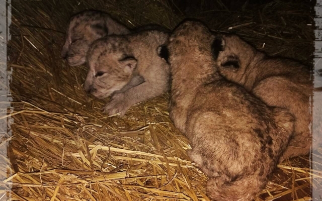 Под Запорожьем родились редкие кошки (ФОТО) Фото № 0 Под Запорожьем родились редкие кошки (ФОТО) Фото № 0