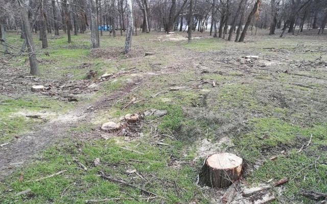 В Запорожском парке массово вырубают здоровые деревья. ФОТО Фото № 17 В Запорожском парке массово вырубают здоровые деревья. ФОТО Фото № 17