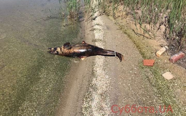На берегу озера в Запорожской области обнаружили жуткую находку (ФОТО) Фото № 0 На берегу озера в Запорожской области обнаружили жуткую находку (ФОТО) Фото № 0
