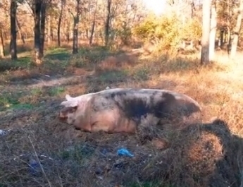 В лесопарке Мелитополя пасутся хрюшки Фото № 0 В лесопарке Мелитополя пасутся хрюшки Фото № 0