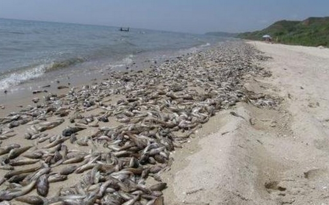 Азовскому морю грозит мор бычка Фото № 0 Азовскому морю грозит мор бычка Фото № 0
