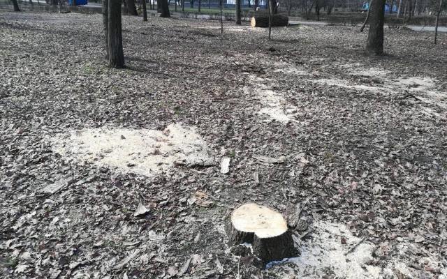В Запорожском парке массово вырубают здоровые деревья. ФОТО Фото № 2 В Запорожском парке массово вырубают здоровые деревья. ФОТО Фото № 2